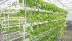 Hydroponic system for greenhouse
