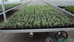 seedbed systems for greenhouse